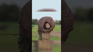 Nests made of adobe Red Ovenbird [upl. by Nations]