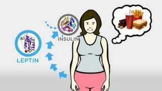 The Skinny on Obesity Ep 3 Hunger and Hormones A Vicious Cycle [upl. by Aehsila350]