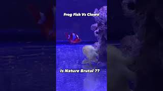 Frog Fish vs Clown Fish BATTLE for Survival is NATURE Brutal [upl. by Oringas]