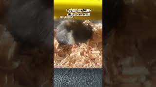 Welcome home Newbie Hamster jocelynkuromi dont buy another one WE HAVE A LOT AT HOME [upl. by Neimad716]