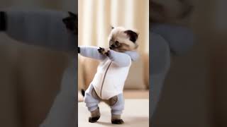 Cat dance trend dieunhaylaixemoto meow funny dance petdance catdance petdance animaldance [upl. by Ydoj]