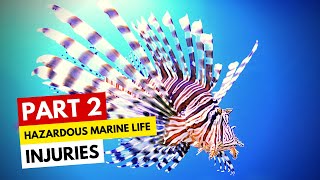 Hazardous Marine Life Injuries Part 2 [upl. by Lindberg]