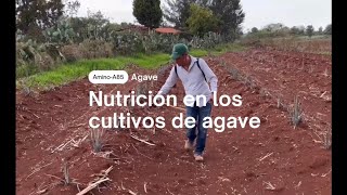 Nutrición completa para Agave┃Atotonilco el Alto  AminoLife [upl. by Ogirdor257]