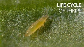 The life cycle of thrips [upl. by Gine]