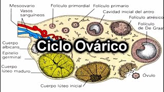 Ciclo Ovárico  Documental de Embriología [upl. by Iphagenia629]