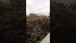 Vulture habitat in Nairobi as seen from Expressway by 21 km marathon runners [upl. by Coraline811]