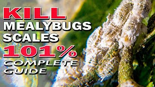 Best Ways to Kill Mealybugs and Scale Insects 101  Complete Guide [upl. by Byrn768]