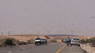 A swarm of locusts invades Israel [upl. by Uela]