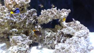 Tangs Swimming Together in 10 Foot Tank [upl. by Barstow932]