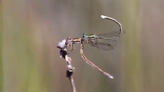 Reproductive behaviour and courtship in Hemiphlebia mirabilis [upl. by Yrhcaz407]