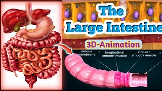 The Anatomy amp Physiology of large intestine  large intestine animation [upl. by Aniled]