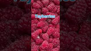 How different between two berries loganberry tayberry shorts [upl. by Ondrej]