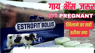 Estrofit Bolus use in hindi  गाय भैंस जरूर होगी Pregnant खिलाने का सही तरीका Manjhi Veterinary [upl. by Nollahs]