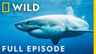 Killers of the Ocean Orcas vs Great Whites Full Episode  Nat Geo Wild [upl. by Eek103]