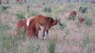 Maned Wolf at Emas NP [upl. by Ng]