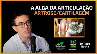 A ALGA da ARTICULAÇÃO  ARTROSE  CARTILAGEM [upl. by Ilak]