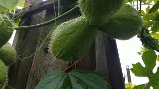 Chayote in Toronto garden by Akhtar Husain [upl. by Hillier]