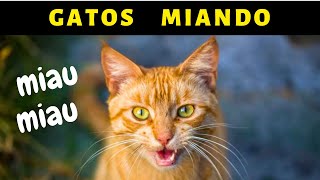 SOM DE GATO MIANDO ALTO [upl. by Beverlee]