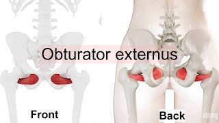 obturator externus [upl. by Mezoff34]