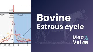 Bovine estrous cycle [upl. by Hoopen]