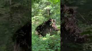 Hiking the LYON Falls Trail in Mohican State Park Ohio [upl. by Yelkrab]