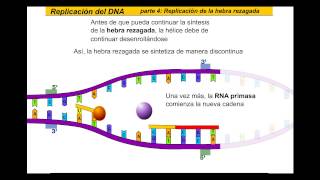 Replicación del ADN Español [upl. by Aryamoy]