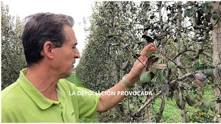 La defoliación provocada con quelato de cobre [upl. by Notniuq]