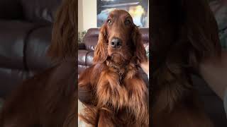 Most beautiful dog  Irish Setter 2 years age irishsetter dogs [upl. by Dewayne]