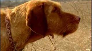 Zoldmali Iris the Wirehaired Vizsla and the quail [upl. by Aliuqaj]