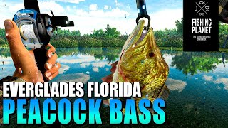 Best Place To Catch Butterfly Peacock Bass  everglades  fishing planet [upl. by Carleen]