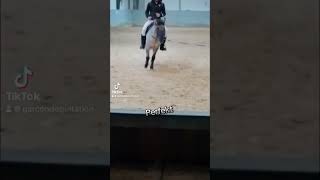 reiten reiter reitsport horse tagebuch videotagebuch viralvideo viralreels selbstreflektion [upl. by Alaine428]