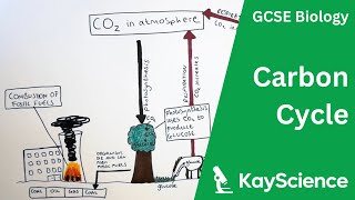 The Carbon Cycle  GCSE Biology  kaysciencecom [upl. by Durkee]