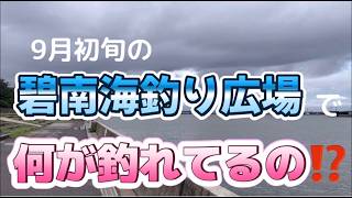 【碧南海釣り広場】今何が釣れてるの？ [upl. by Ynnot]