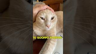 Top 10 Goobie Woobies cat cute funny pets funnyvideo shorts viralvideo [upl. by Sorensen]