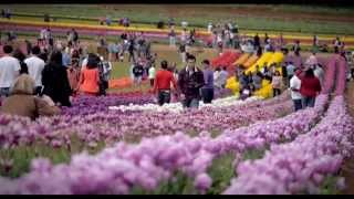 Tesselaar Tulip Festival documentary [upl. by Theda]