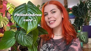 Philodendron caretips and tricks 🌱 [upl. by Rothenberg258]