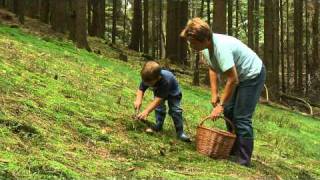 Pilze sammeln im HerbstSpessart [upl. by Llerej]