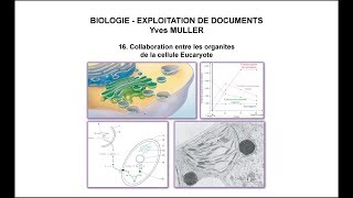 16 Collaboration entre les organites de la cellule Eucaryote [upl. by Ainekahs]