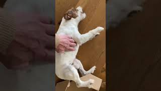 Epileptischer Anfall beim Parson Russel Terrier [upl. by Freddy190]