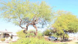 Mesquite Tree Trim [upl. by Nazario415]