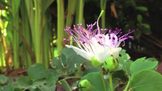 Time lapse of the opening of a Caper Flower  Capparis spinosa [upl. by Hajidahk]