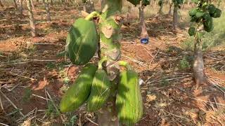 Papain extraction method in tamil  RHWE TNAU  PKM Students agri horticulture tnau [upl. by Jewett802]