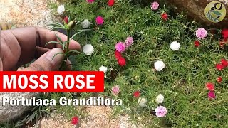 Portulaca grandiflora  How to Grow Moss rose Rose moss Button Rose  Seeds Care and Propagation [upl. by Gilliam]