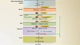 Bilirubin Synthesis  Heme Catabolism  Biochemistry  NEET PG  Dr Amit Maheshwari [upl. by Wittie]