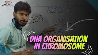 DNA organization in chromosome Chromosome structure explained in bangla [upl. by Tattan361]