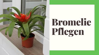 Bromelien Pflegen So machen Sie es richtig [upl. by Vogeley992]