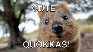 CUTE amp HAPPY Quokka Compilation  The Happiest Animal In The World Video [upl. by Nylissej]