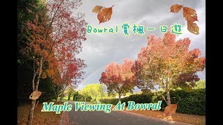 Bowral賞楓一日遊Maple Viewing At Bowral [upl. by Aiduan649]