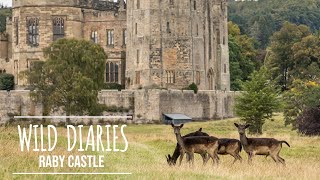 Autumn Adventure My Old Pup and I Explore Raby Castles Deer Rut [upl. by Nosiddam930]