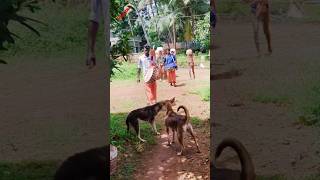 Pili nalike Dogs reaction Dasara [upl. by Kcirdnekal]